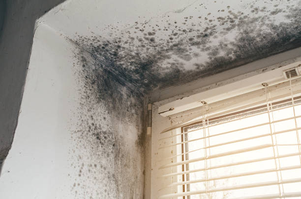 Affordable Hvac And Air Duct Mold Remediation solutions in Burlington, WA